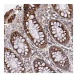 Merck Anti-CXorf36 antibody produced in rabbit