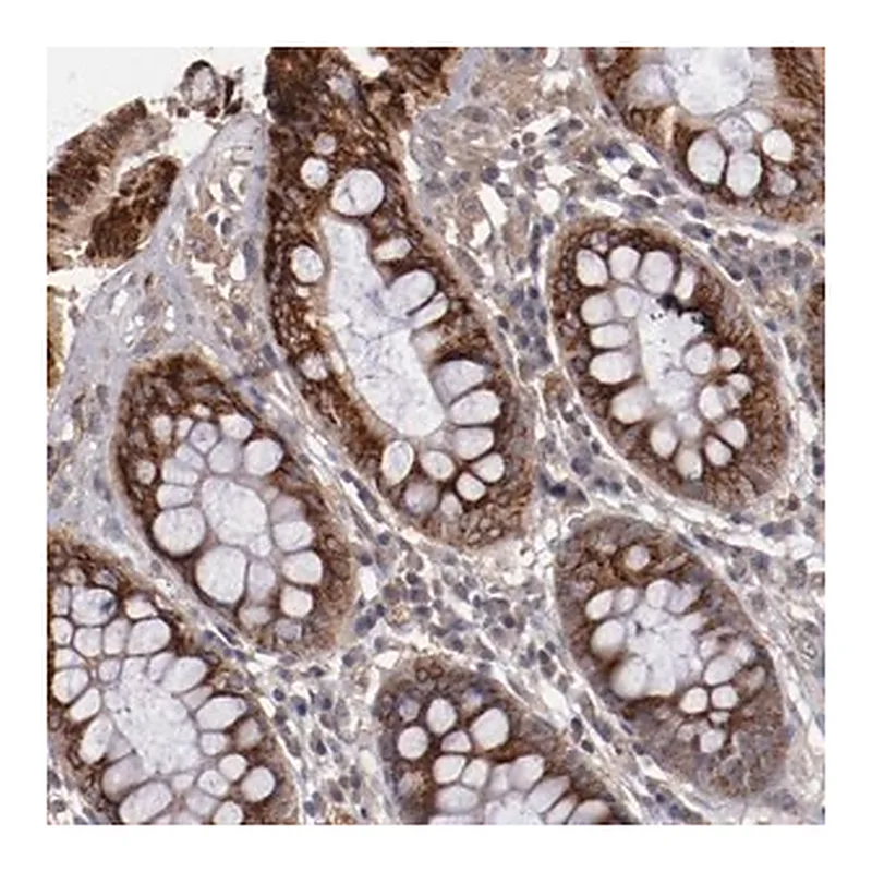 Merck Anti-CXorf36 antibody produced in rabbit
