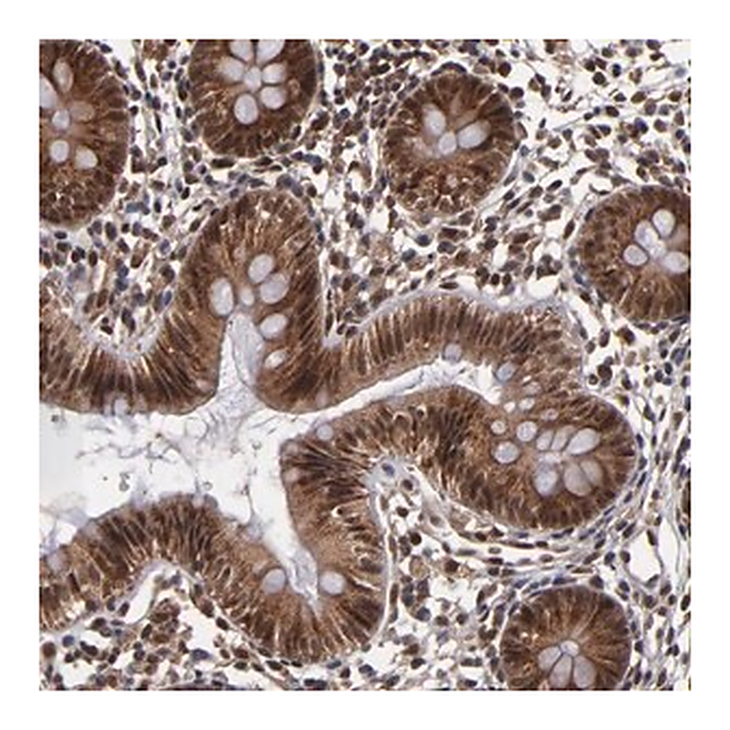Merck Anti-CUL5 antibody produced in rabbit