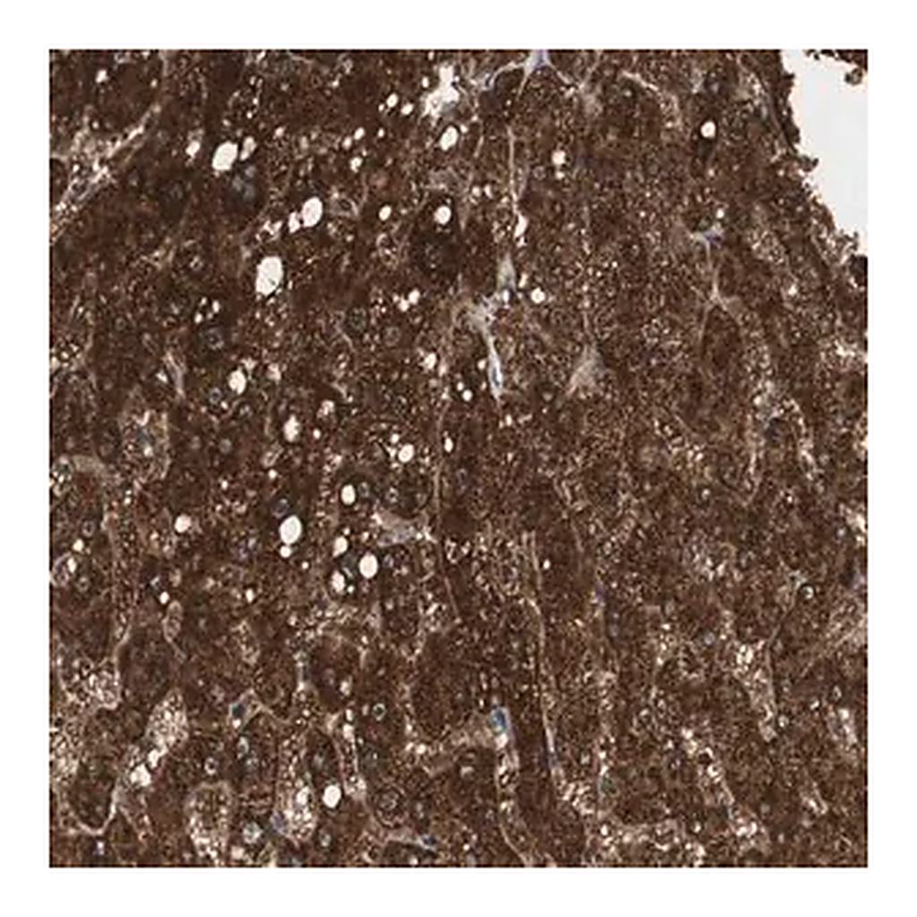 Merck Anti-PI4KB antibody produced in rabbit