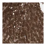 Merck Anti-PI4KB antibody produced in rabbit