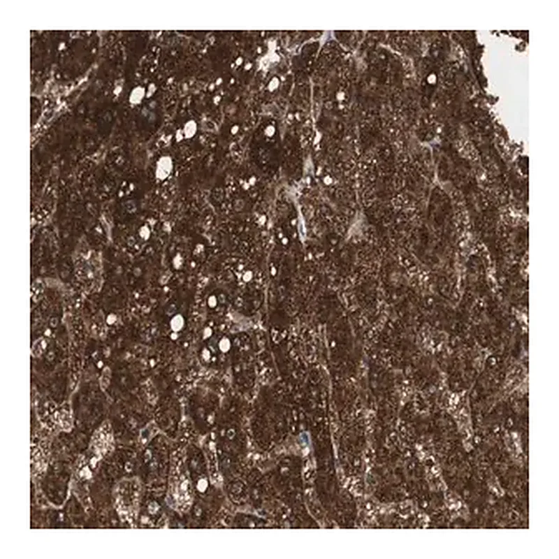 Merck Anti-PI4KB antibody produced in rabbit