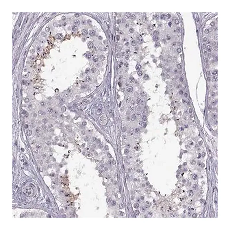 Merck Anti-HYPM antibody produced in rabbit