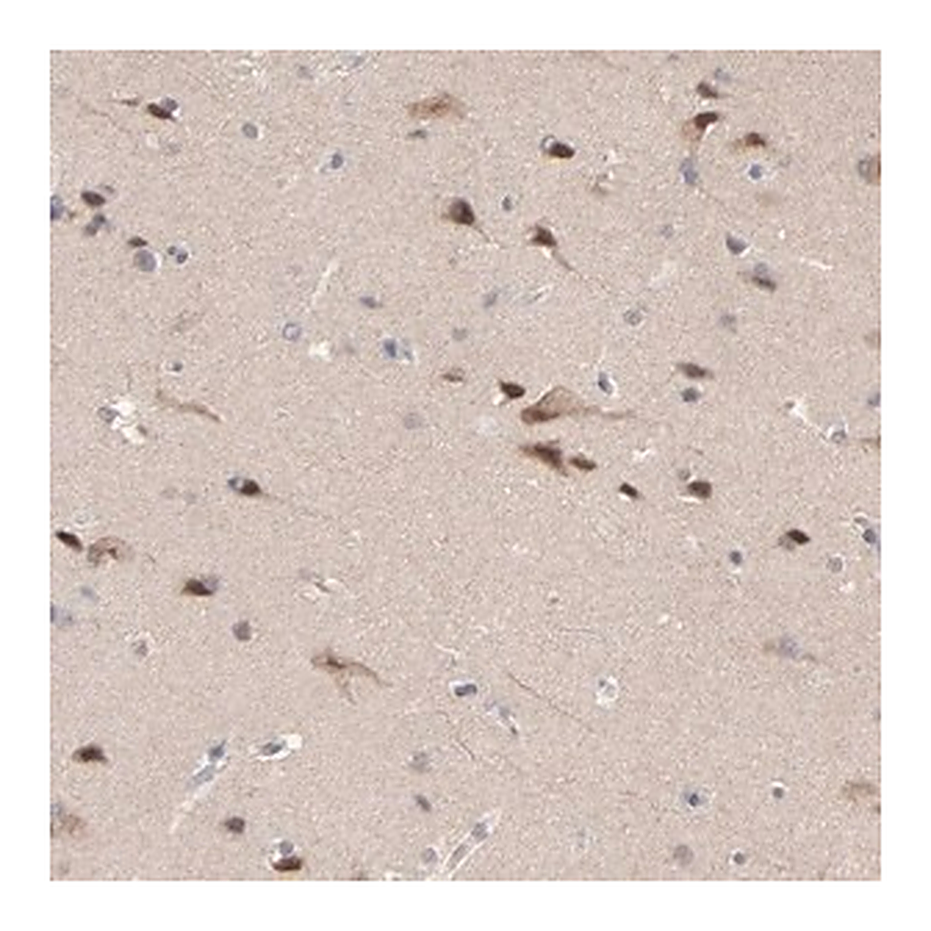 Merck Anti-FAM199X antibody produced in rabbit