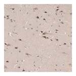 Merck Anti-FAM199X antibody produced in rabbit