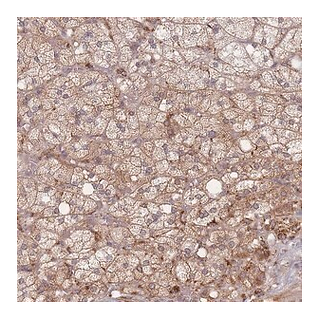 Merck Anti-CXorf57 antibody produced in rabbit
