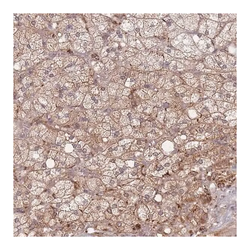 Merck Anti-CXorf57 antibody produced in rabbit