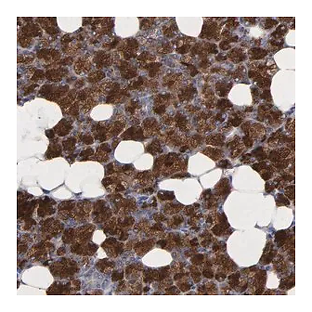 Merck Anti-CXADR antibody produced in rabbit