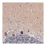 Merck Anti-DACT1 antibody produced in rabbit