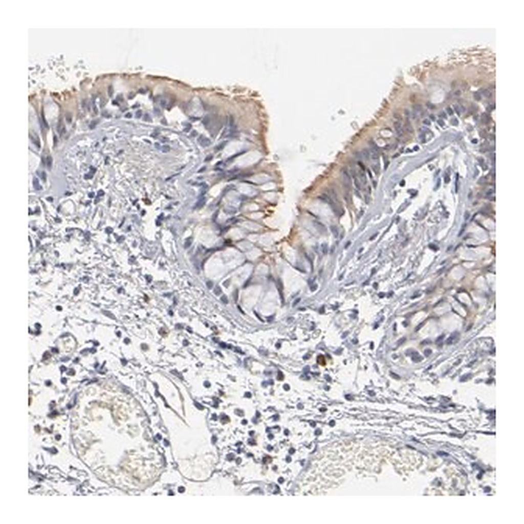 Merck Anti-DNAL4 antibody produced in rabbit