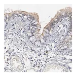Merck Anti-DNAL4 antibody produced in rabbit