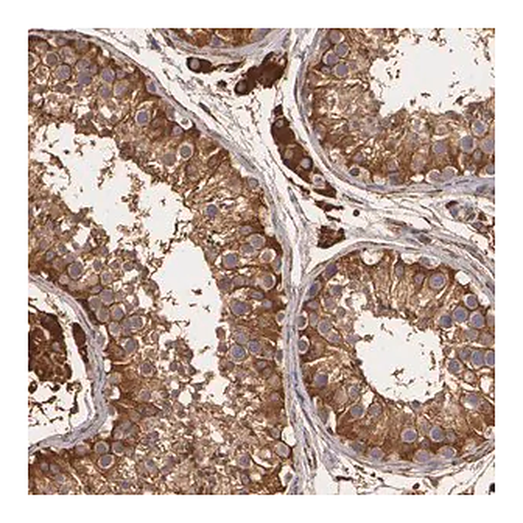 Merck Anti-CYB5R3 antibody produced in rabbit