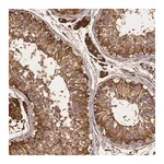 Merck Anti-CYB5R3 antibody produced in rabbit