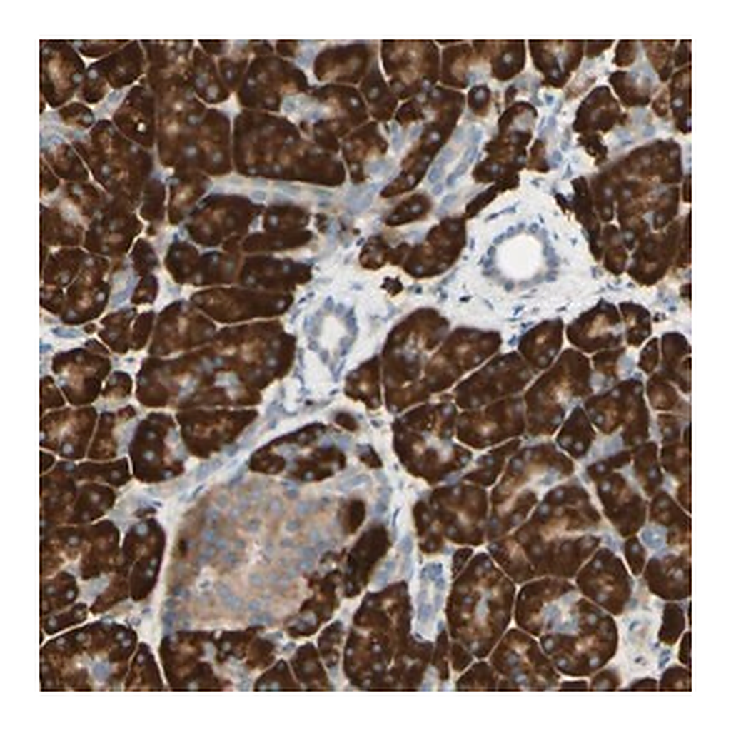 Merck Anti-DNAJB11 antibody produced in rabbit