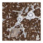 Merck Anti-DNAJB11 antibody produced in rabbit