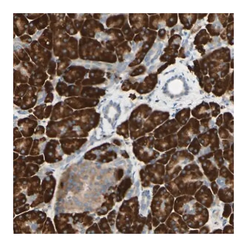 Merck Anti-DNAJB11 antibody produced in rabbit