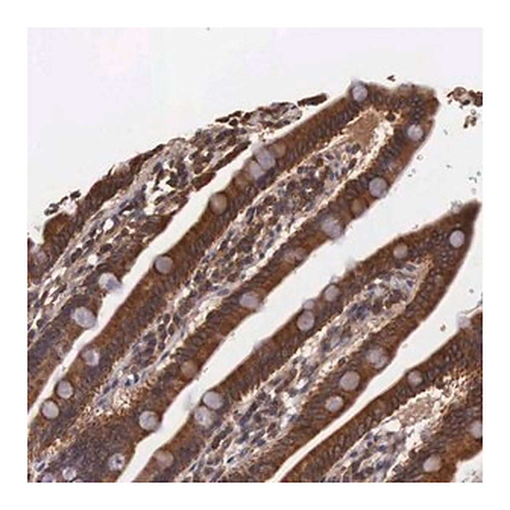 Merck Anti-DHRS1 antibody produced in rabbit