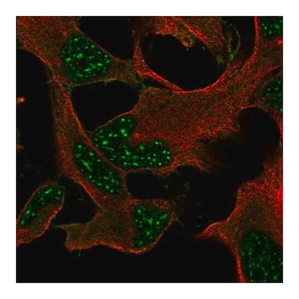 Merck Anti-DRP2 antibody produced in rabbit