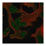 Merck Anti-DRP2 antibody produced in rabbit