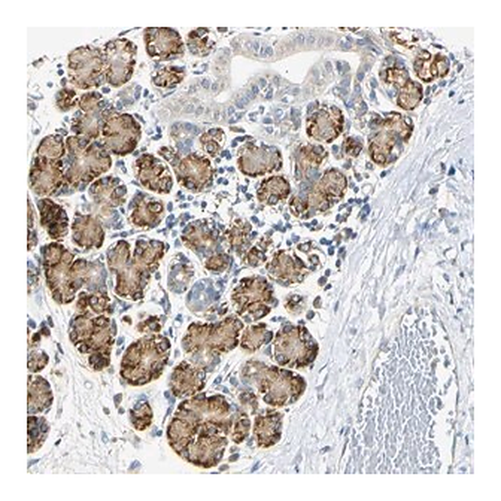 Merck Anti-DNAJB12 antibody produced in rabbit