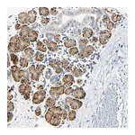 Merck Anti-DNAJB12 antibody produced in rabbit