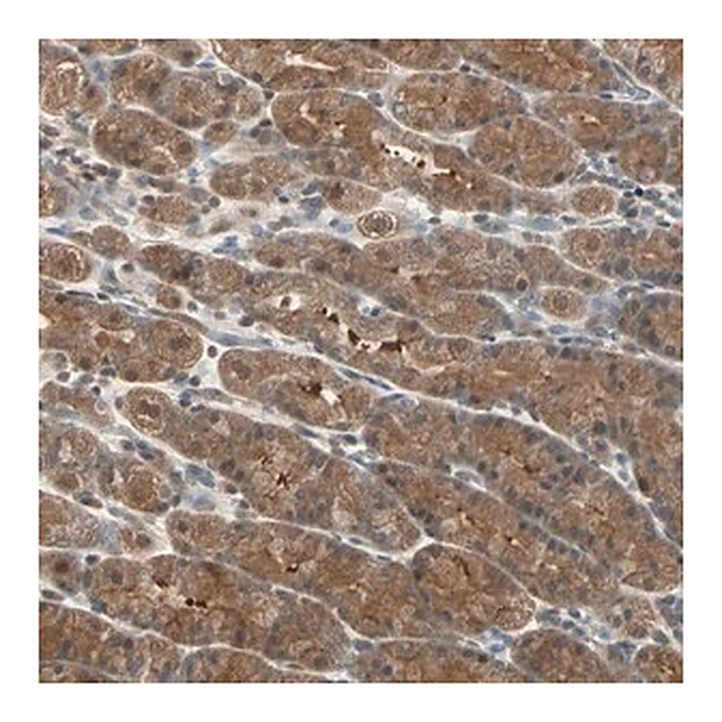 Merck Anti-DRG2 antibody produced in rabbit