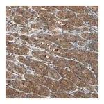 Merck Anti-DRG2 antibody produced in rabbit