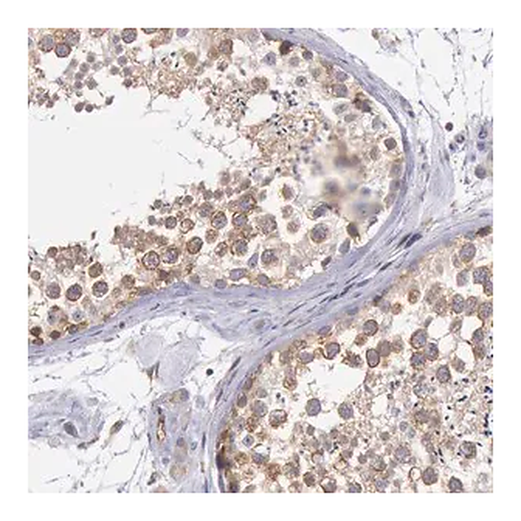 Merck Anti-DRG1 antibody produced in rabbit