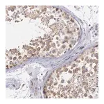 Merck Anti-DRG1 antibody produced in rabbit