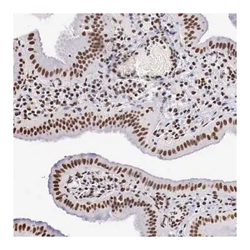Merck Anti-DKC1 antibody produced in rabbit
