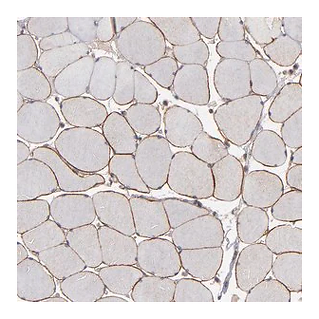 Merck Anti-DMD antibody produced in rabbit