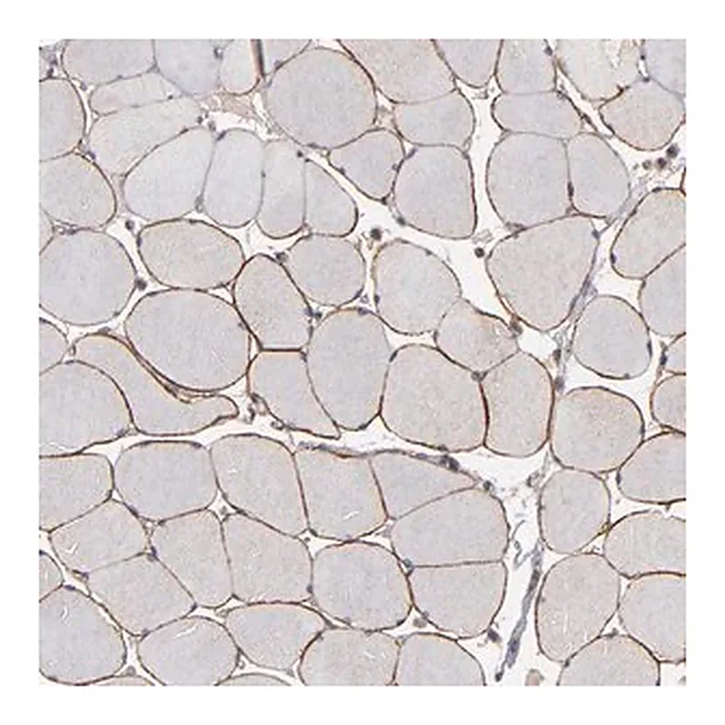 Merck Anti-DMD antibody produced in rabbit