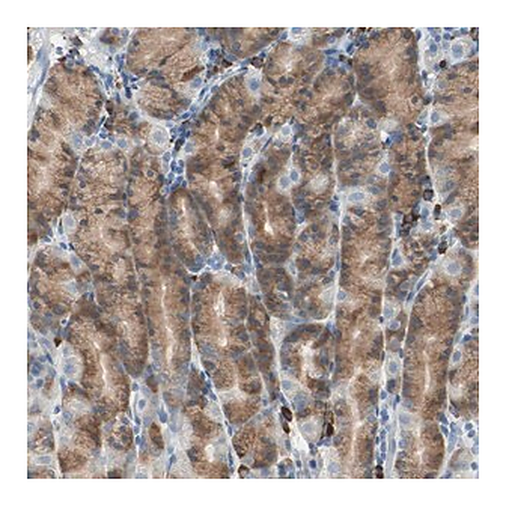 Merck Anti-PLCXD1 antibody produced in rabbit