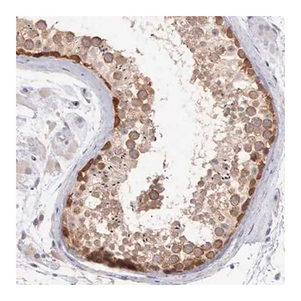 Merck Anti-DNAJB7 antibody produced in rabbit