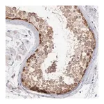 Merck Anti-DNAJB7 antibody produced in rabbit