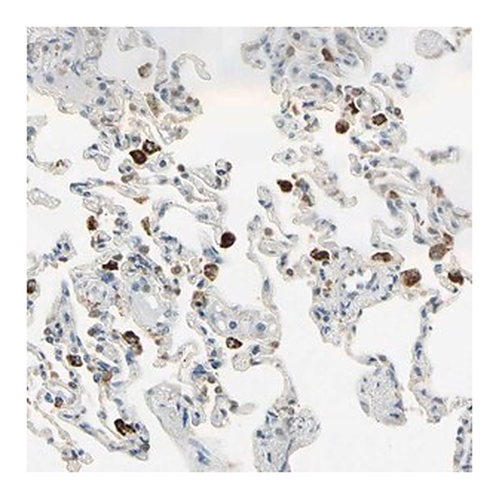 Merck Anti-PLXNA1 antibody produced in rabbit