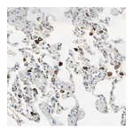 Merck Anti-PLXNA1 antibody produced in rabbit