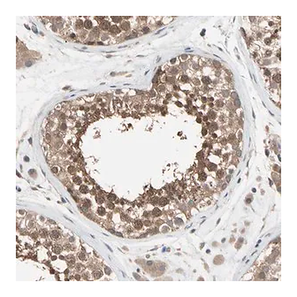 Merck Anti-DPP8 antibody produced in rabbit
