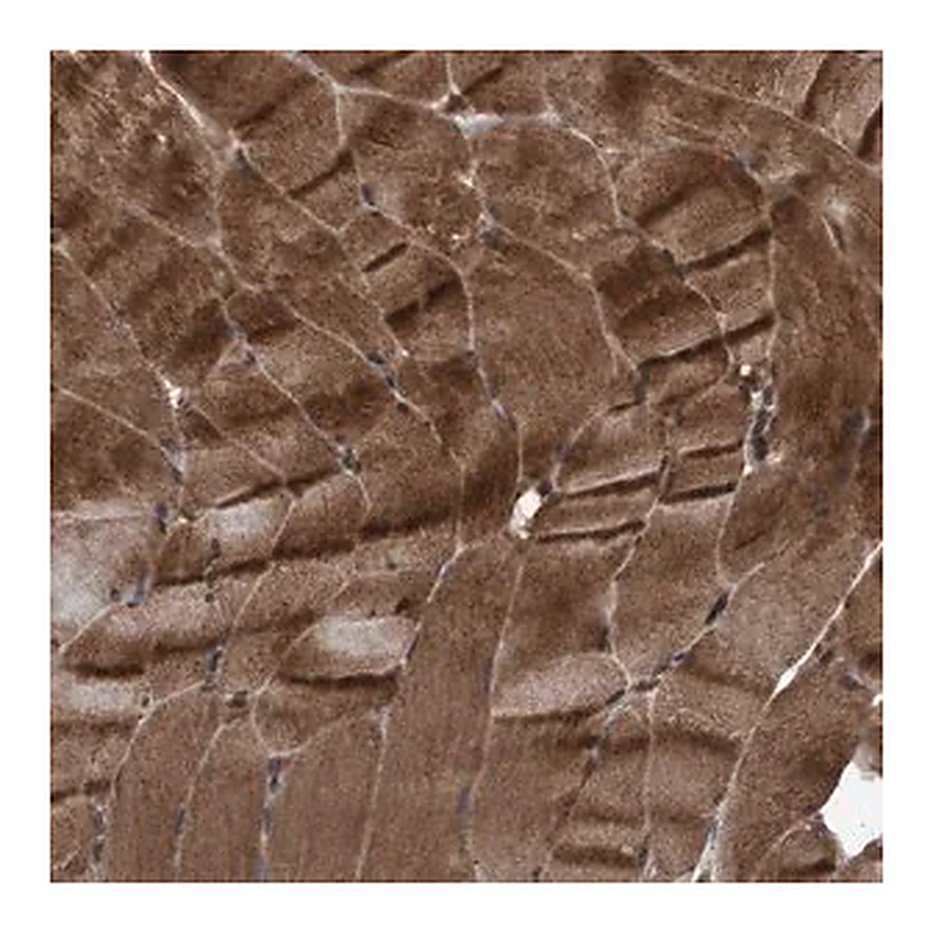 Merck Anti-PLXNB2 antibody produced in rabbit