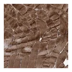 Merck Anti-PLXNB2 antibody produced in rabbit