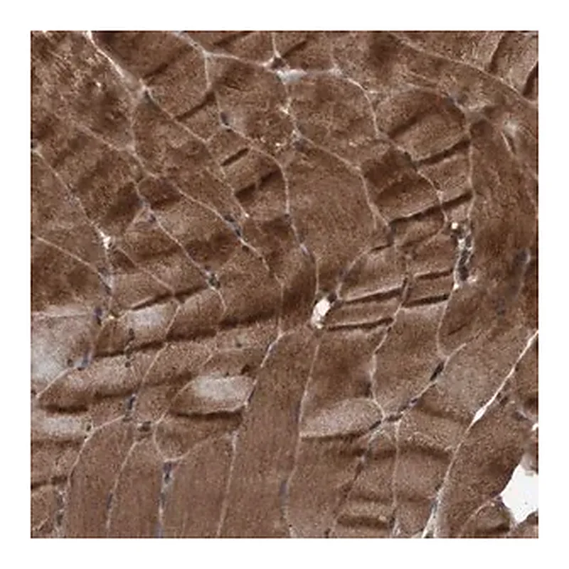 Merck Anti-PLXNB2 antibody produced in rabbit
