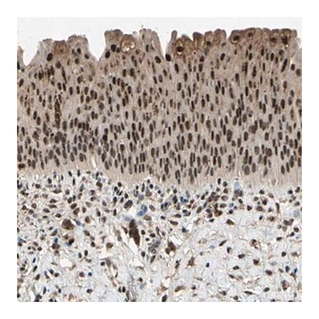 Merck Anti-PML antibody produced in rabbit