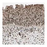 Merck Anti-PML antibody produced in rabbit