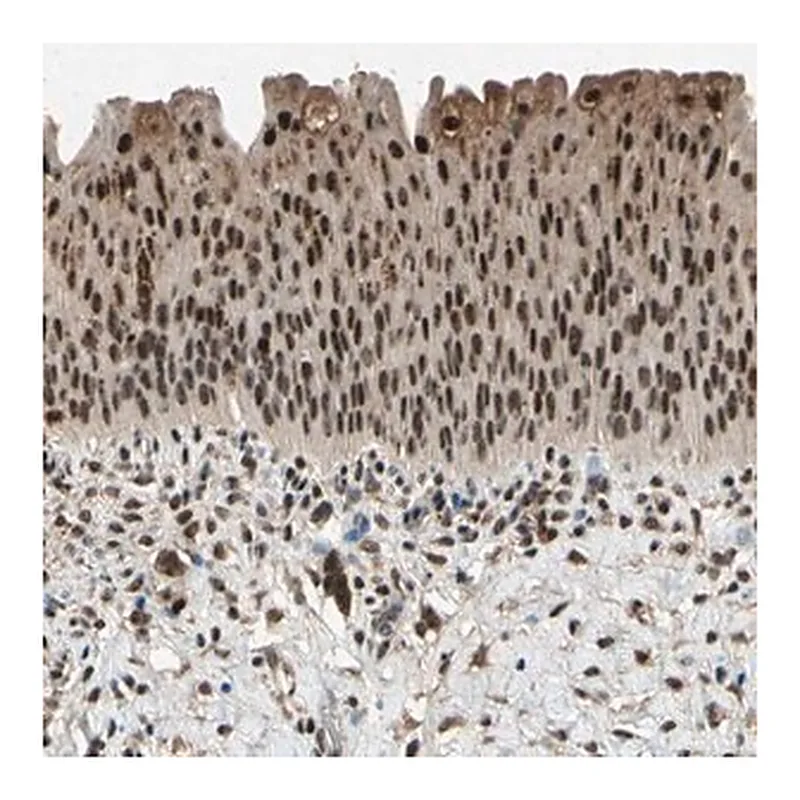 Merck Anti-PML antibody produced in rabbit