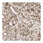 Merck Anti-PNPLA6 antibody produced in rabbit