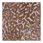 Merck Anti-PON1 antibody produced in rabbit