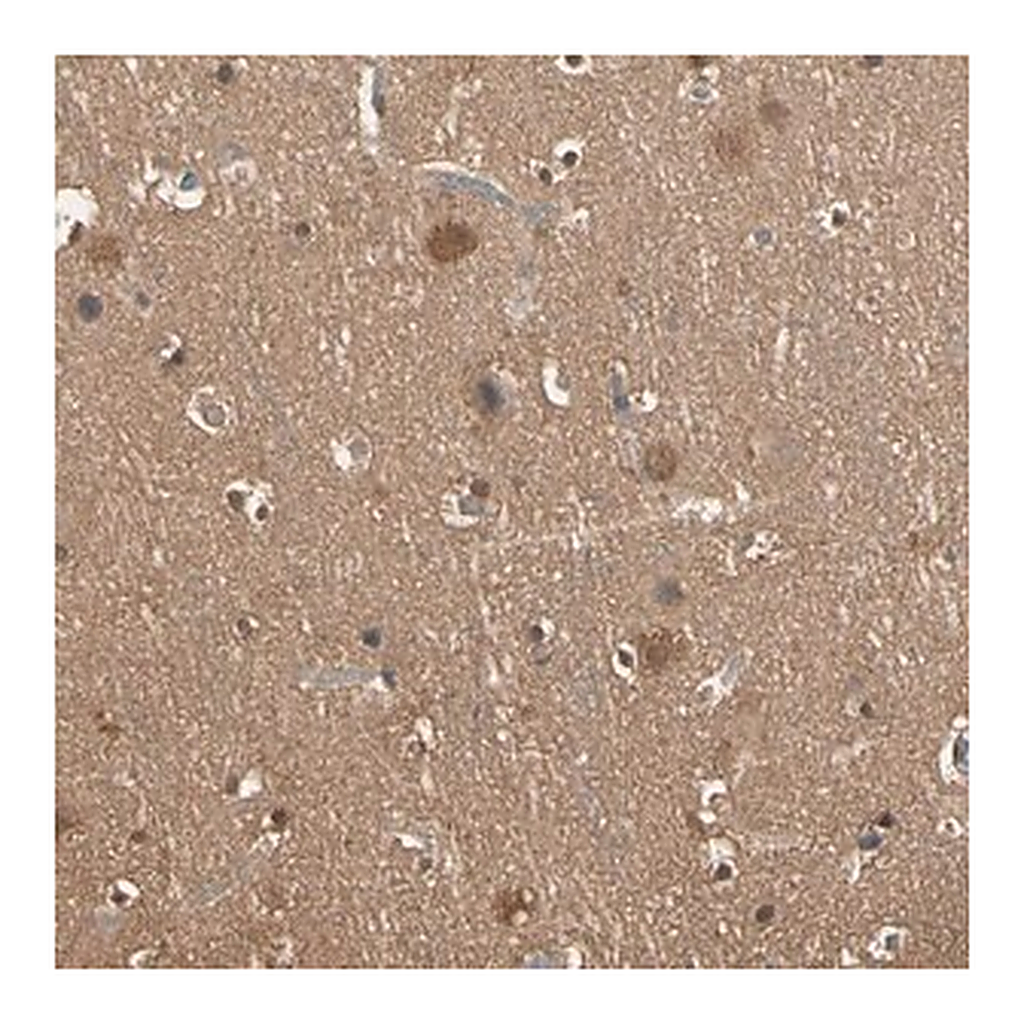 Merck Anti-PNCK antibody produced in rabbit