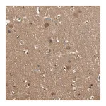 Merck Anti-PNCK antibody produced in rabbit