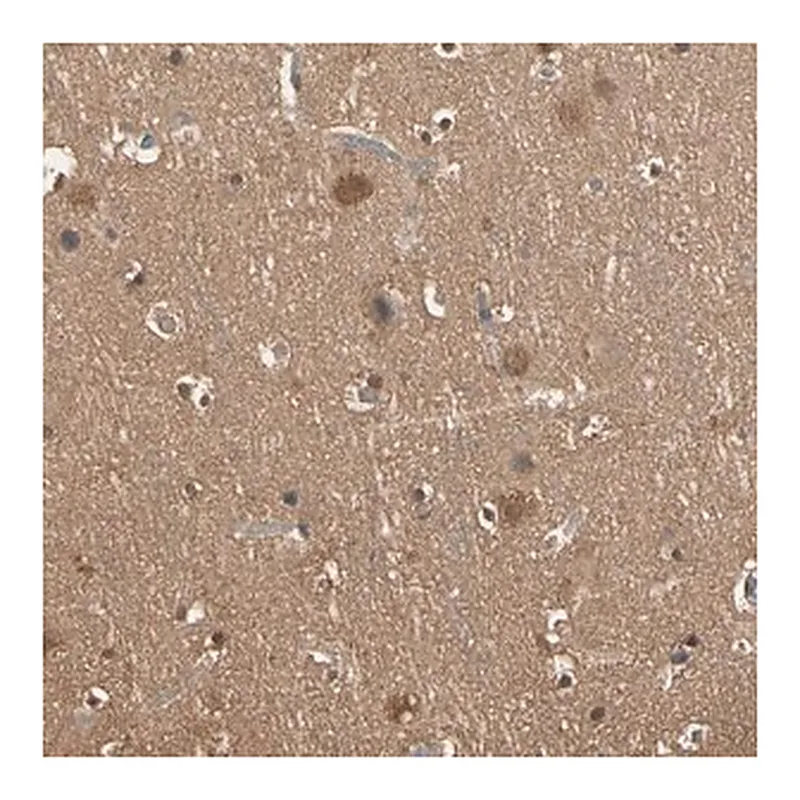 Merck Anti-PNCK antibody produced in rabbit