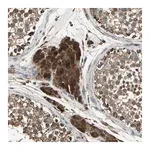 Merck Anti-POLRMT antibody produced in rabbit